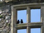 SX03164 Pair of black birds (Jackdaws - Corvus Monedula) in Carew castle window.jpg